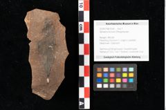 Foto (Objekt + Etikett) von Sphaeria duncani Ettingshausen (NHMW-GEO-2024-0188-0035)